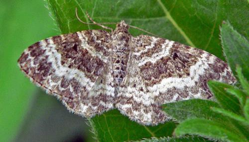 Epirrhoe alternata