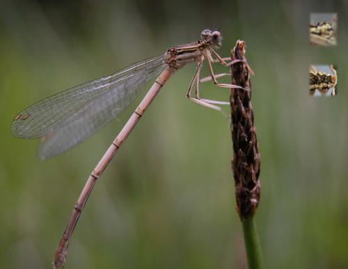 Platycnemis pennipes
