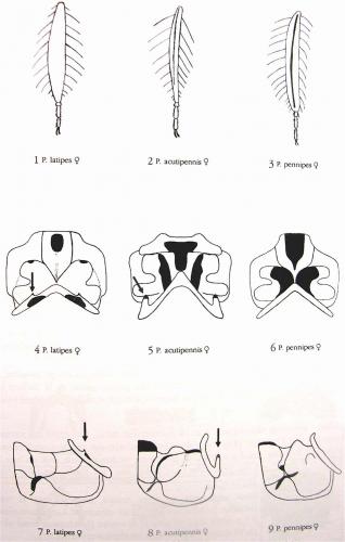 Platycnemis divers