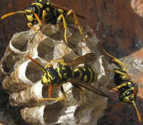 Polistes dominula