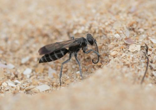 Pompilus cinereus