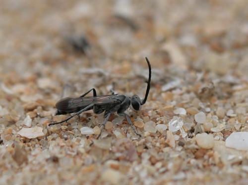 Pompilus cinereus