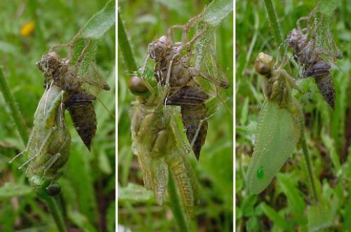 Orthetrum cancellatum
