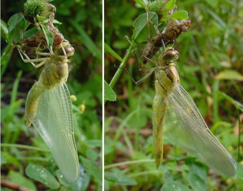 Orthetrum cancellatum