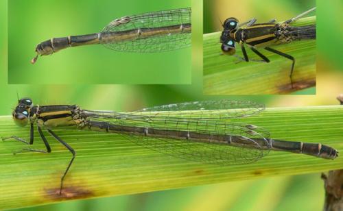 Ischnura elegans