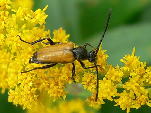 Stictoleptura fulva