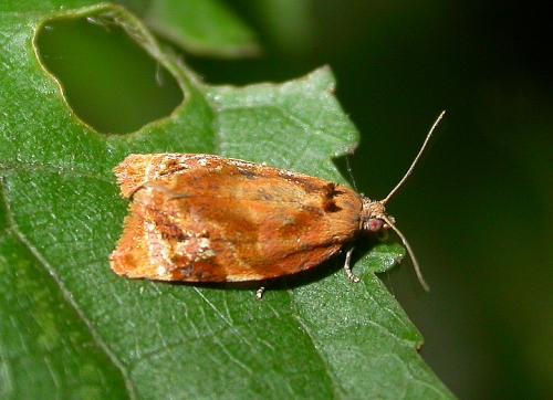 Réf. 21 050 : Ditula angustiorana