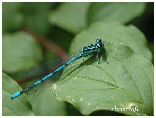 Réf. 21 148 : Coenagrion puella