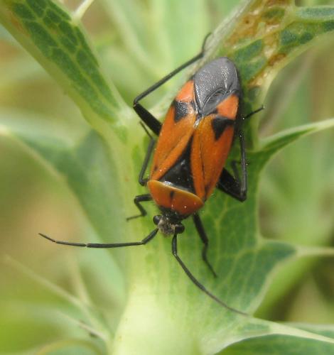 Brachycoleus triangularis