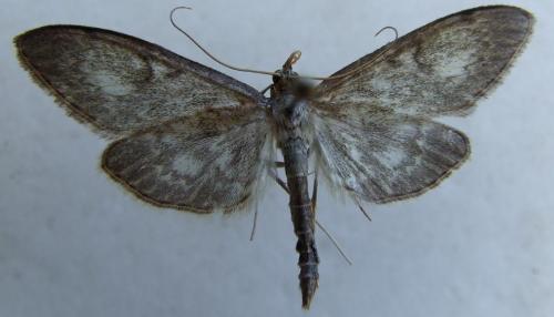 Réf. 21 405 : Anania lancealis