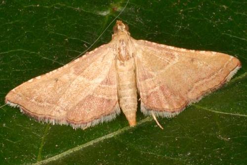 Réf. 21 304 : Endotricha flammealis