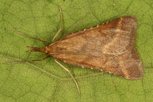 Réf. 21 863 : Synaphe punctalis