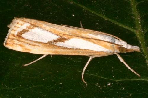 Catoptria sp.