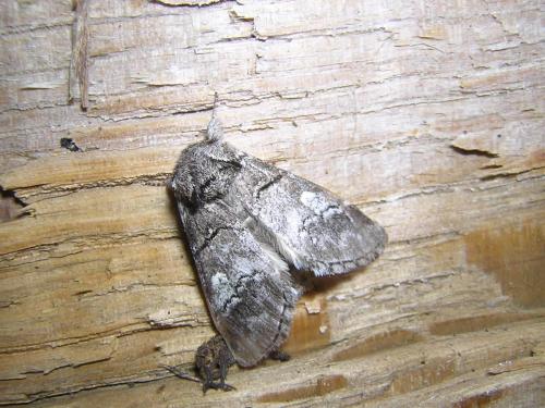Réf. 21 332 : Drymonia querna