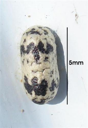 Réf. 21 821 : Campopleginae inconnu