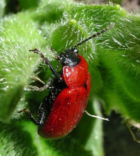 Oreina melancholica