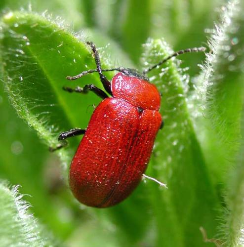 Oreina melancholica