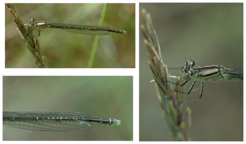 Erythromma lindenii