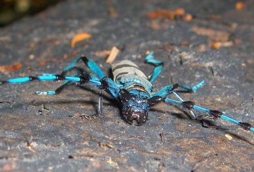 Rosalia alpina