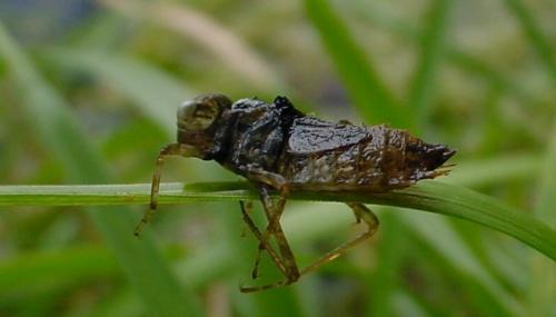 Réf. 21 995 : Sympetrum striolatum