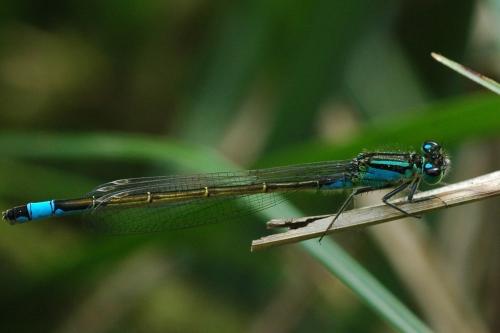 Ischnura elegans