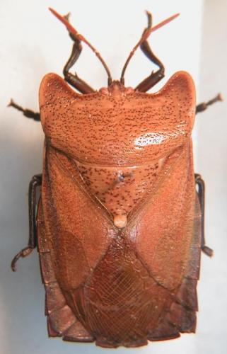 Sanganus sp.