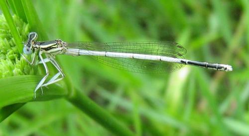Platycnemis latipes