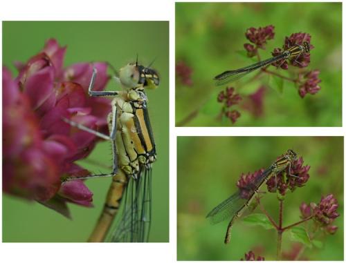 Erythromma lindenii