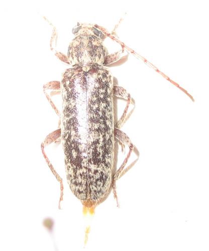 Trichoferus fasciculatus