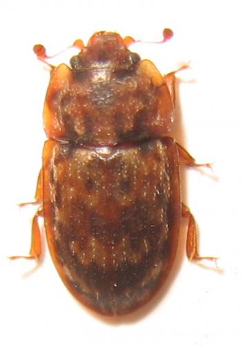 Soronia oblonga