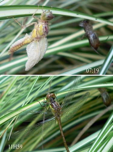 Sympetrum striolatum