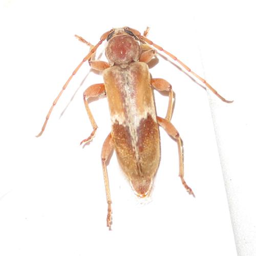 Réf. 21 649 : Trichoferus pallidus