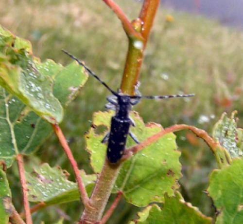 Saperda populnea