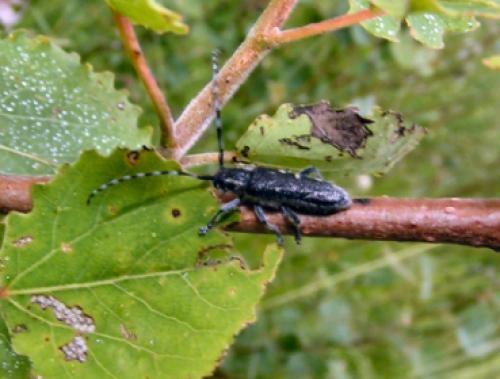 Saperda populnea