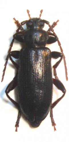 Saphanus piceus