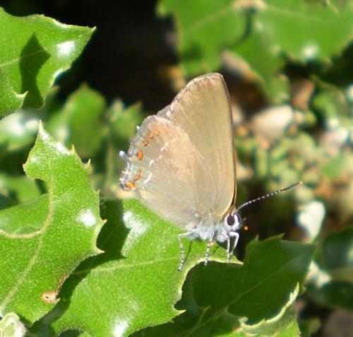 Réf. 21 254 : Satyrium esculi