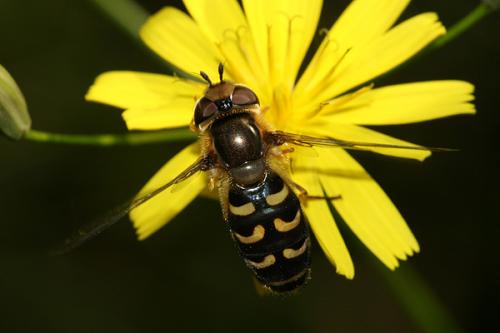 Réf. 21 271 : Scaeva selenitica