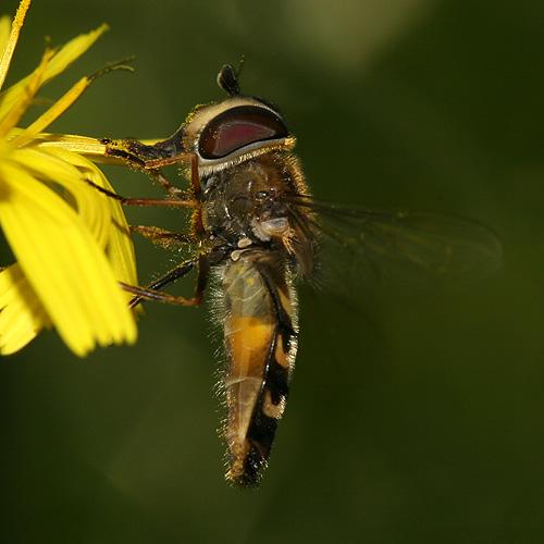 Réf. 21 272 : Scaeva selenitica