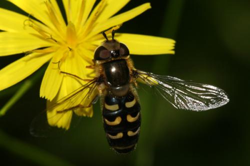 Réf. 21 273 : Scaeva selenitica