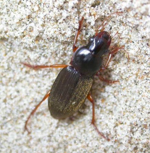 Pseudoophonus rufipes