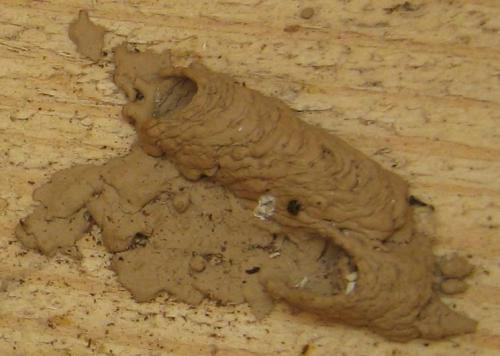 Sceliphron sp.