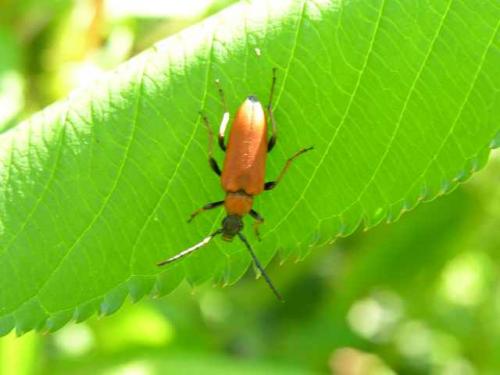 Stictoleptura rubra