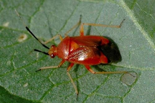 Réf. 21 045 : Deraeocoris ruber
