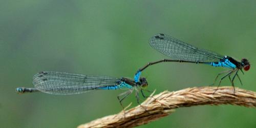 Réf. 21 470 : Erythromma viridulum