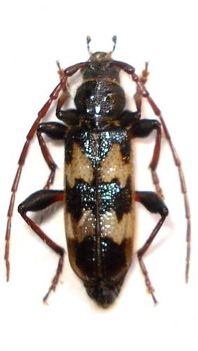 Semanotus undatus
