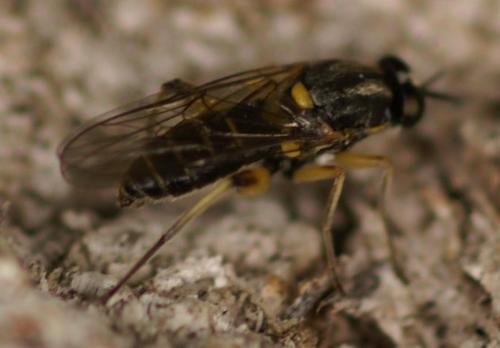 Réf. 21 068 : Solva marginata