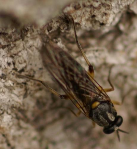 Réf. 21 069 : Solva marginata