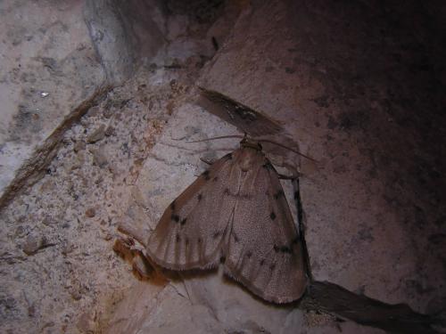 Réf. 21 847 : Paidia rica
