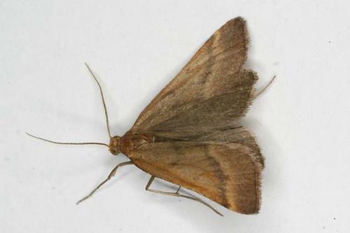 Réf. 21 372 : Synaphe punctalis