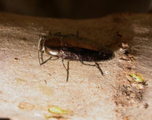 Sphenoptera pilosula
